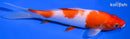 6.25" KOHAKU