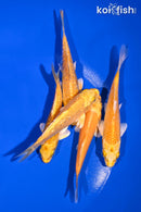 PACK OF (5) 4-4.5" STANDARD KOI