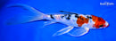 9.25" KUCHIBENI HEISEI NISHIKI BUTTERFLY