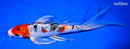 9.25" KUCHIBENI HEISEI NISHIKI BUTTERFLY