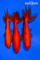 PACK OF PACK (3) 4-5" WAKIN GOLDFISH