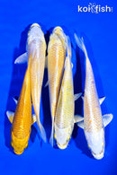 PACK OF (5) 4-5" YAMABUKI OGON STANDARD KOI