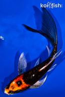 5" GINRIN BENI GINGA BUTTERFLY