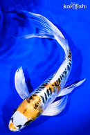 9" DOITSU KUJAKU BUTTERFLY