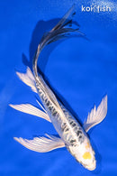 8.75" DOITSU KUJAKU BUTTERFLY