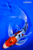 9.25" KUCHIBENI HEISEI NISHIKI BUTTERFLY