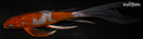 8.75" OCHIBA SHIGURE BUTTERFLY