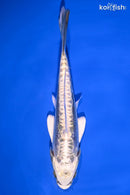 6.75" KIN KIKOKURYU