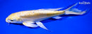 8.75" DOITSU YAMABUKI OGON BUTTERFLY
