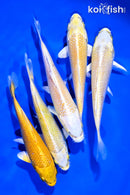 PACK OF (5) 4-5" YAMABUKI OGON STANDARD KOI
