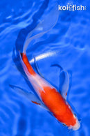 7.75" KOHAKU BUTTERFLY