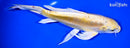 8.75" DOITSU YAMABUKI OGON BUTTERFLY