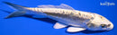 6.75" KIN KIKOKURYU