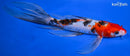 9" SANKE BUTTERFLY