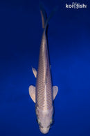 5.25" PLATINUM OGON