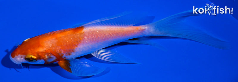 4.75" KOHAKU BUTTERFLY