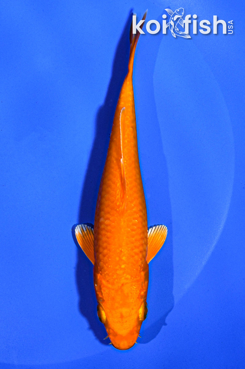 5" ORENJI OGON