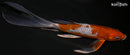 8.75" OCHIBA SHIGURE BUTTERFLY