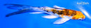 5" HEISEI NISHIKI BUTTERFLY