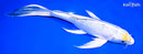 9" YAMATO NISHIKI BUTTERFLY