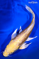 8.75" DOITSU YAMABUKI OGON BUTTERFLY