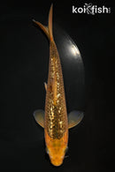 8" GINRIN CHAGOI
