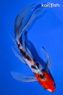 9" SANKE BUTTERFLY