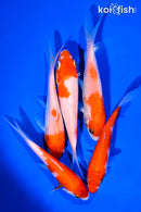 PACK OF (5) 4-5" KOHAKU STANDARD KOI