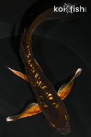 6.5" GINRIN DOITSU CHAGOI BUTTERFLY