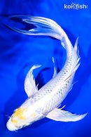 9" YAMATO NISHIKI BUTTERFLY