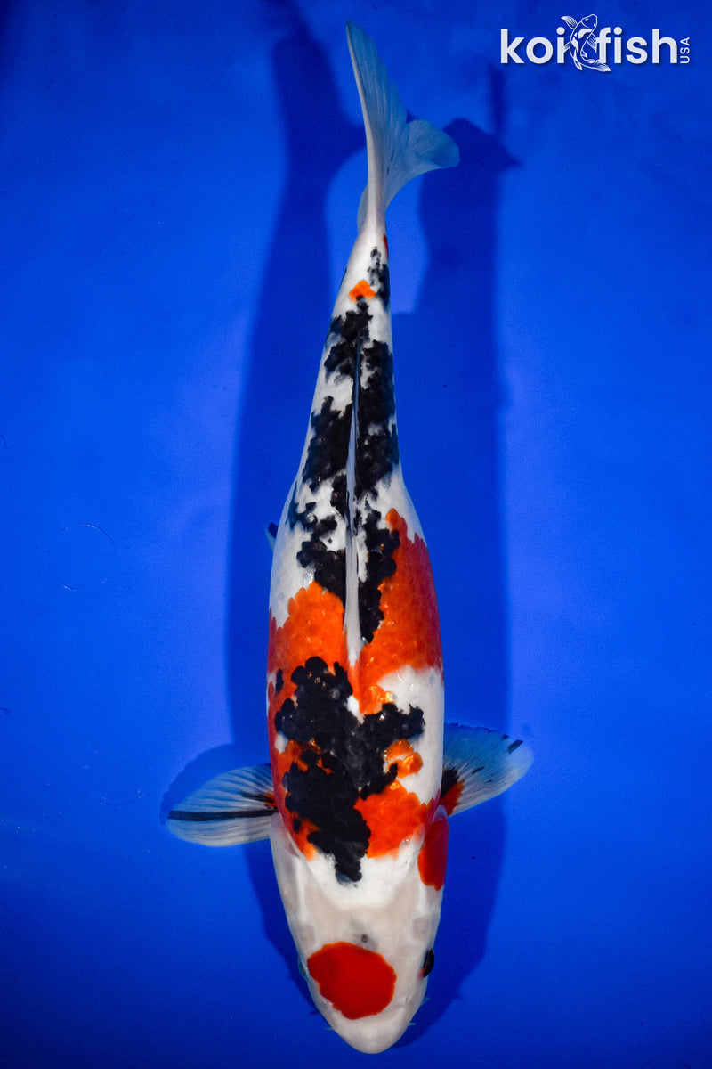 13.5" MARUTEN SANKE