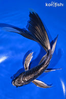 9.25" KIKOKURYU BUTTERFLY