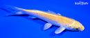 5.5" YAMABUKI OGON