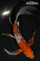 8.75" OCHIBA SHIGURE BUTTERFLY
