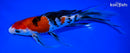 8.75" SANKE BUTTERFLY