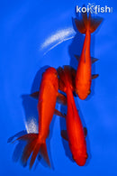 PACK OF PACK (3) 4-5" WAKIN GOLDFISH