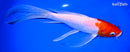 9" KOHAKU BUTTERFLY