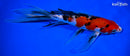 8.75" SANKE BUTTERFLY