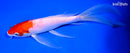 9" KOHAKU BUTTERFLY