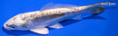 6.75" KIN KIKOKURYU
