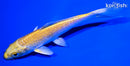5.5" YAMABUKI OGON
