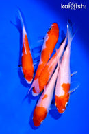 PACK OF (5) 4-5" KOHAKU STANDARD KOI