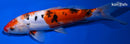 9.25" DOITSU SANKE