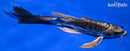 9.25" KIKOKURYU BUTTERFLY