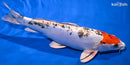 11.25" HEISEI NISHIKI
