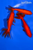 PACK OF PACK (3) 4-5" WAKIN GOLDFISH