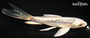 5.5" DOITSU KUJAKU BUTTERFLY