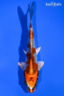 6.25" BENI GINGA