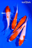 PACK OF (5) 4-5" KOHAKU STANDARD KOI