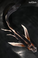 8.5" BENI GINGA BUTTERFLY